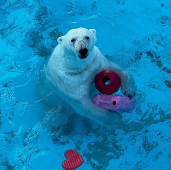 写真：ホッキョクグマがオモチャを抱く様子