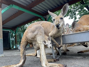 アカカンガルー「ペッパー」