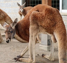 写真：アカカンガルーのロジャー