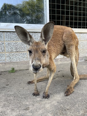 アカカンガルー「ソルト」