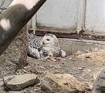 写真：シロフクロウがヒナを抱いている様子