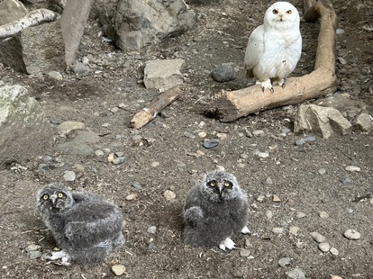 写真：シロフクロウのヒナ