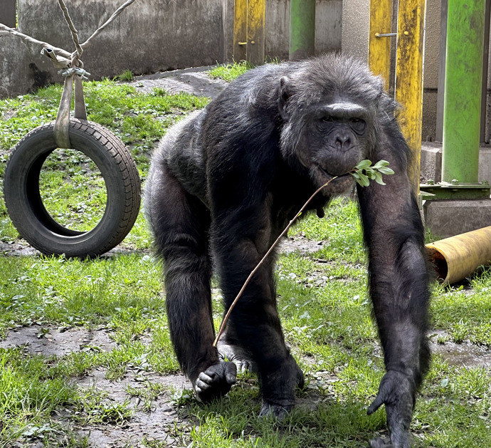 写真：チンパンジー「ヤワラ」