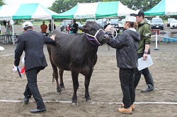 画像：和牛共進会の様子