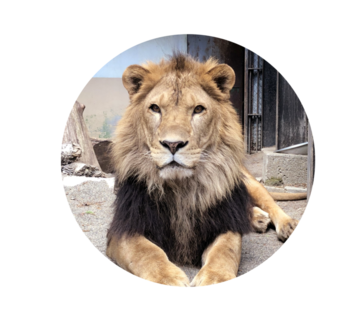 おびひろ動物園で飼育しているライオン「ヤマト」の写真