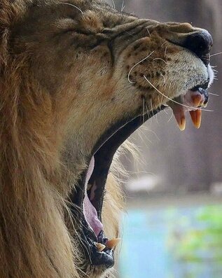 広報おびひろ令和5年7月号zooレター　園長賞受賞のライオンの写真