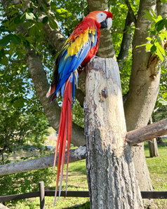 おびひろ動物園で飼育しているコンゴウインコのパセリの写真