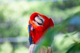 ズーレターに投稿いただいたコンゴウインコの写真