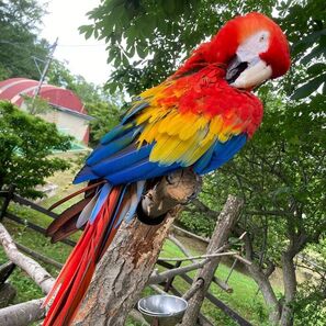 ズーレターに投稿いただいたコンゴウインコの写真