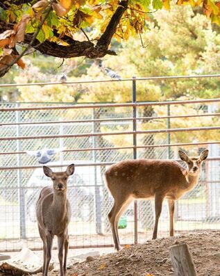 広報おびひろ令和6年1月号ズーレター園長賞のエゾシカの画像