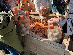 写真：野菜のつかみどり