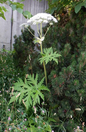 バイカルハナウド類似植物の写真