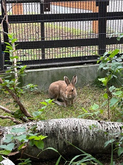 写真：エゾユキウサギ