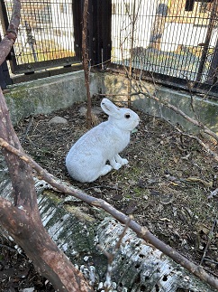 写真：冬毛のエゾユキウサギ