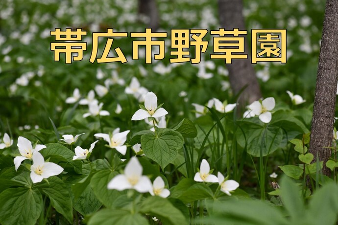 野草園