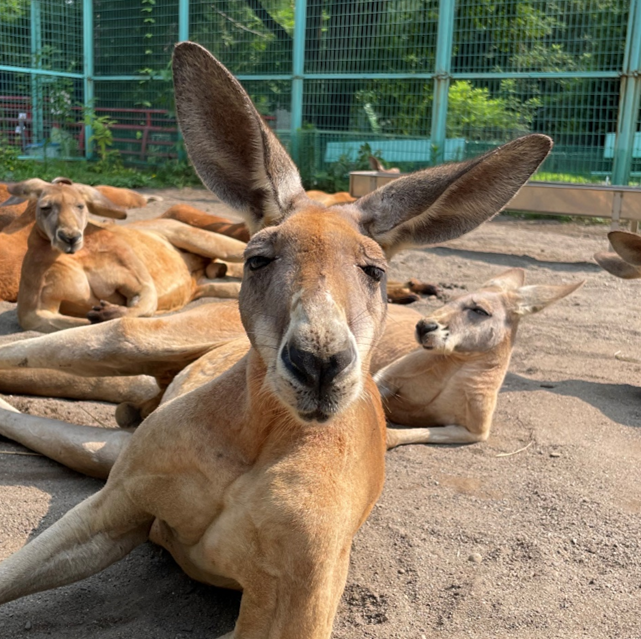 写真：画像手前がアカカンガルーのチョッパー