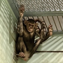 令和6年広報おびひろ4月号ズーレターのチンパンジーの画像
