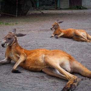 広報おびひろ7月号ズーレター掲載　園長賞のアカカンガルーの画像