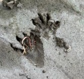 アライグマの足跡の写真