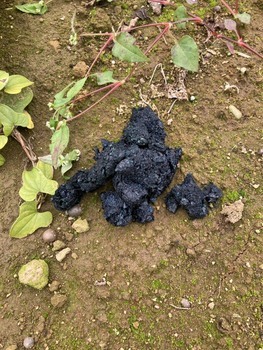 アライグマのフンの写真