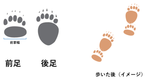 ヒグマの足跡のイメージイラスト