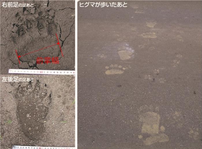 ヒグマの足跡