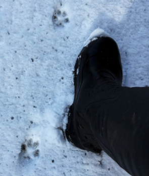 キツネの足跡の写真