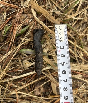 キツネのフンの写真