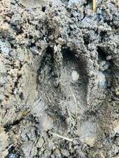 エゾシカの足跡の写真