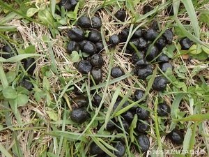 エゾシカのフンの写真