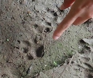 タヌキの足跡の写真