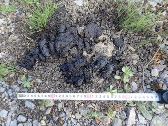 タヌキのフンの写真