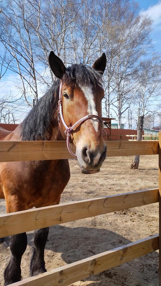 写真：ばん馬（トラシゲ）