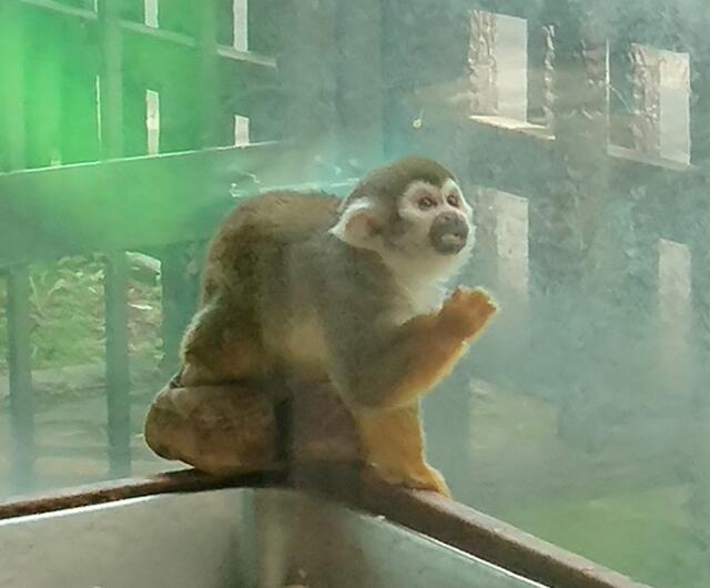 コモンリスザル「チビ」の画像