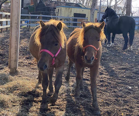 新しく来たどさんこ2頭
