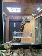 キリン館屋内展示室2階