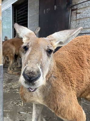 カンガルー「じょいのすけ」の写真