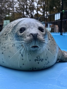 ゴマフアザラシのカイ