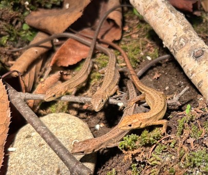 ニホンカナヘビの画像