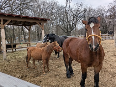 ばん馬「雪姫」