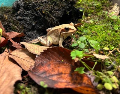 写真:エゾアカガエル