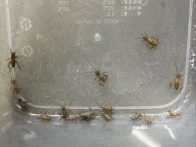 写真:カナヘビ餌