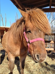 写真:どさんこ(玉)