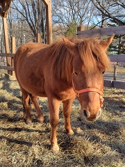 写真:どさんこ(吉)
