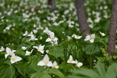 オオバナノエンレイソウ
