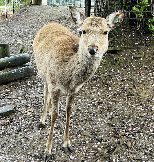 エゾシカ「マチルダ」の画像