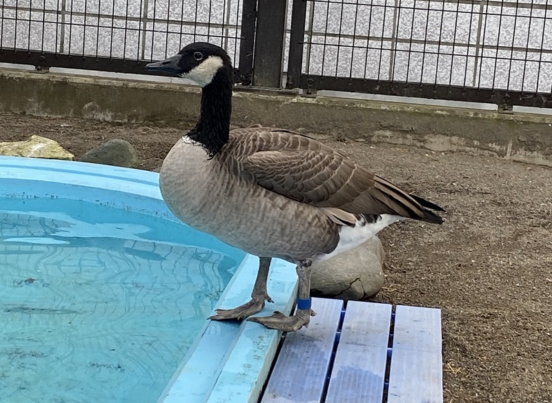 カナダガンの「フユ」が死亡しました