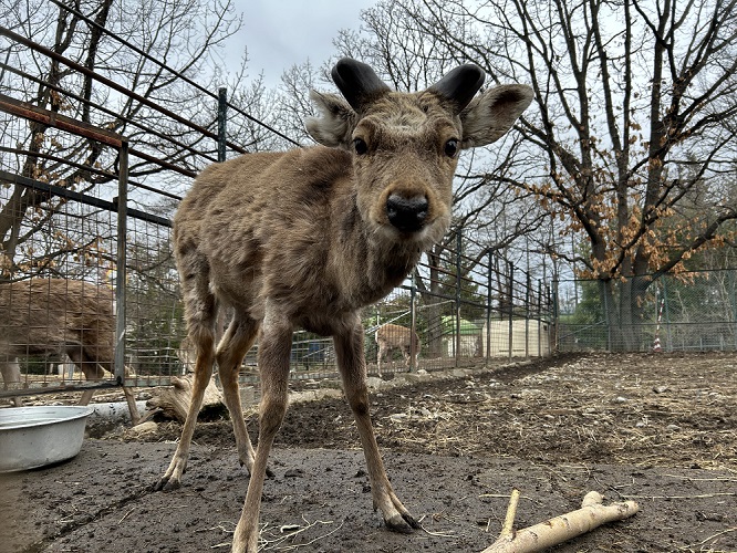 エゾシカの「しんたろう」
