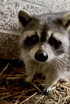 アライグマ「マル」