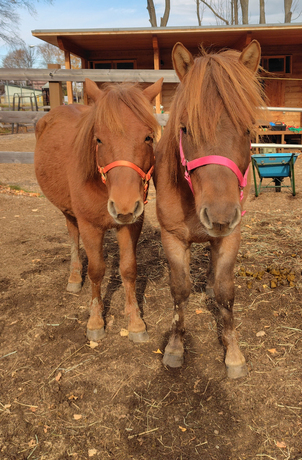 広報おびひろ4月号ズーレターのどさんこの画像